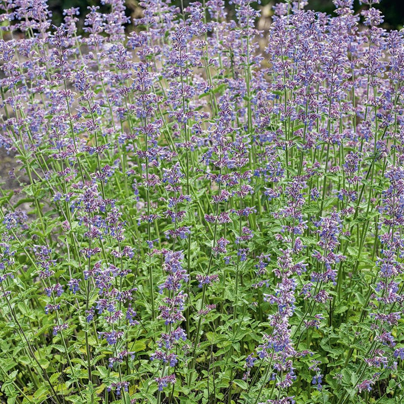 Nepeta Six Hills Giant