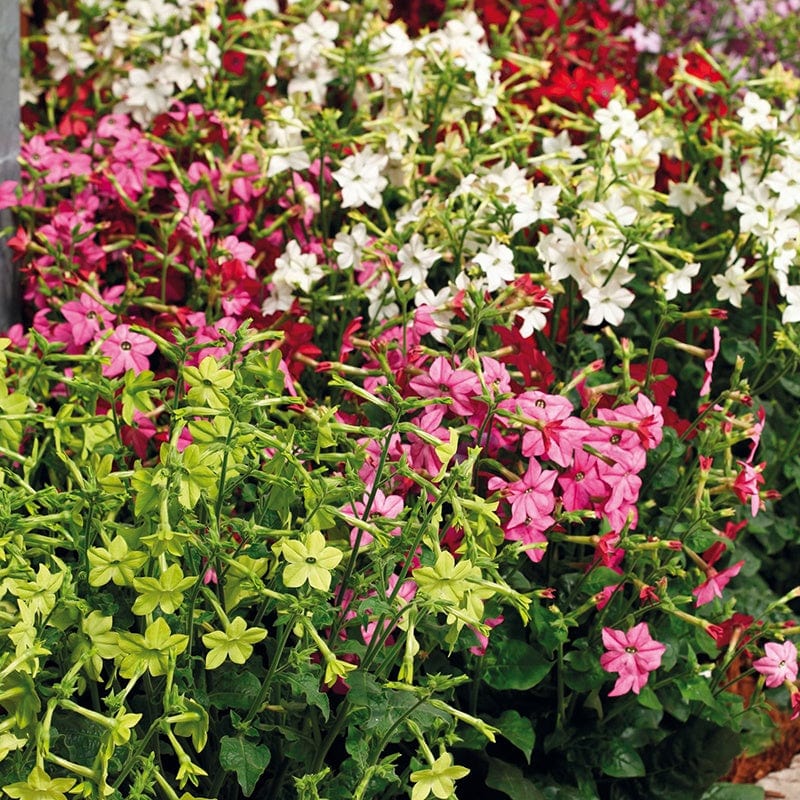 Nicotiana Perfume Mixed F1