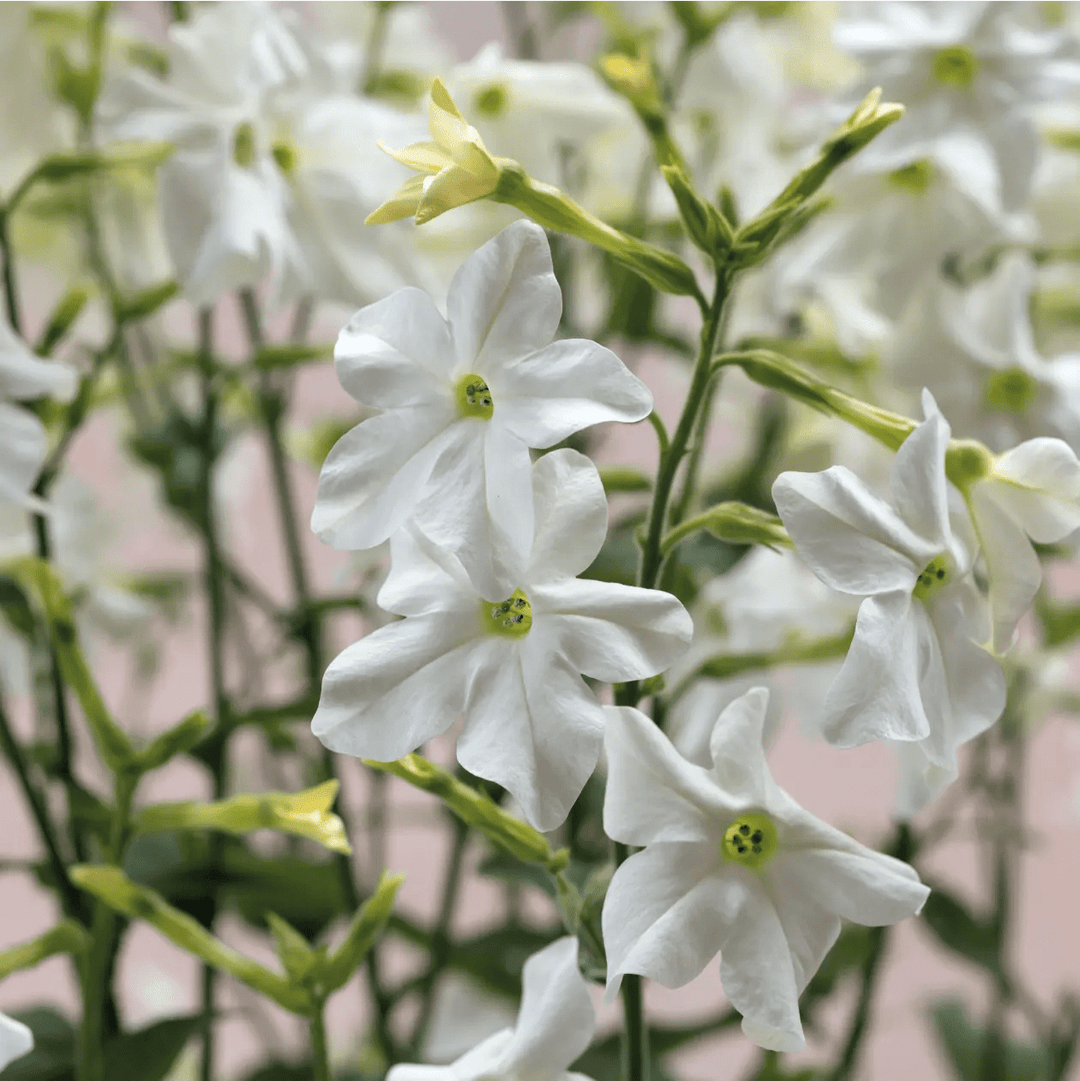 Nicotiana Sirius White F1 Seeds