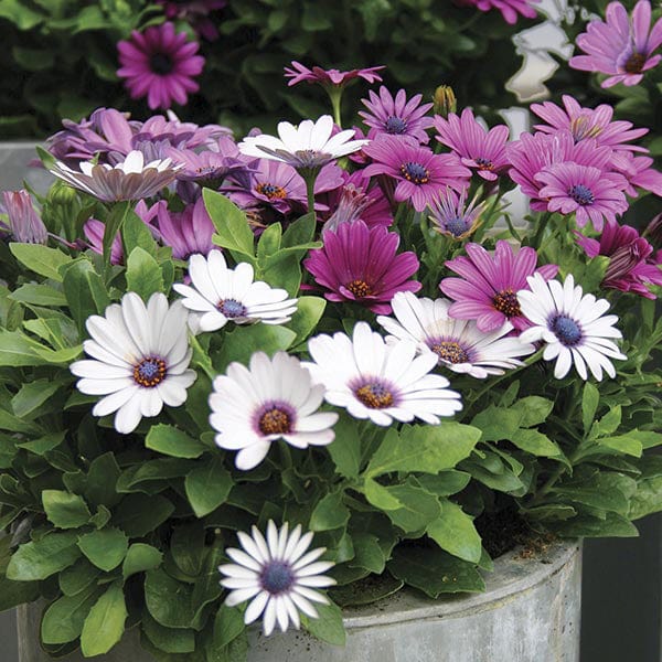 Osteospermum Akila Berries and Cream F1