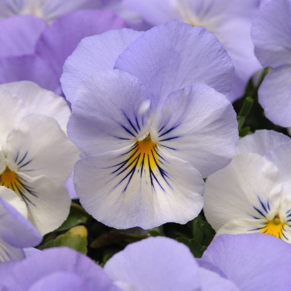 Pansy Cool Wave Frost Garden Ready Bedding Plants