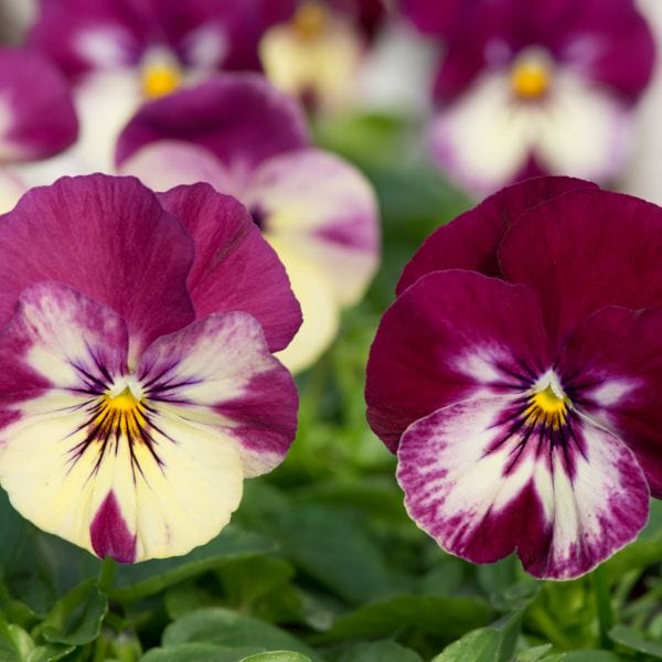 Pansy Cool Wave Raspberry Swirl Garden Ready Bedding Plants