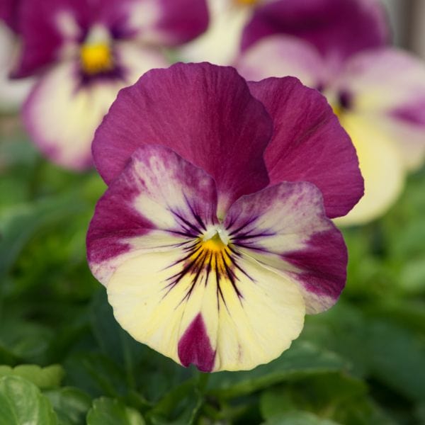 Pansy Cool Wave Raspberry Swirl Garden Ready Bedding Plants