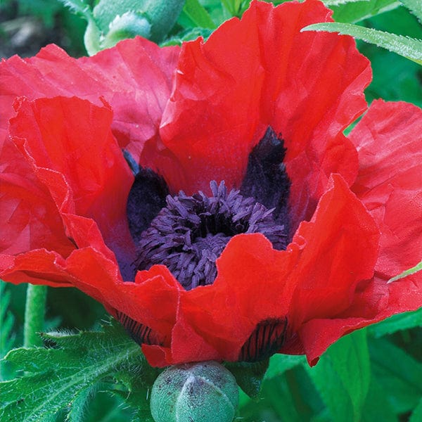 Papaver Beauty of Livermere