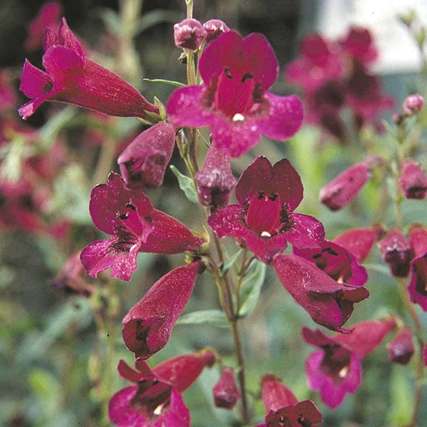 Penstemon Raven