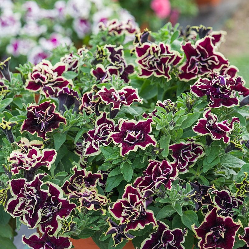 Petunia Tumbelina Superstar
