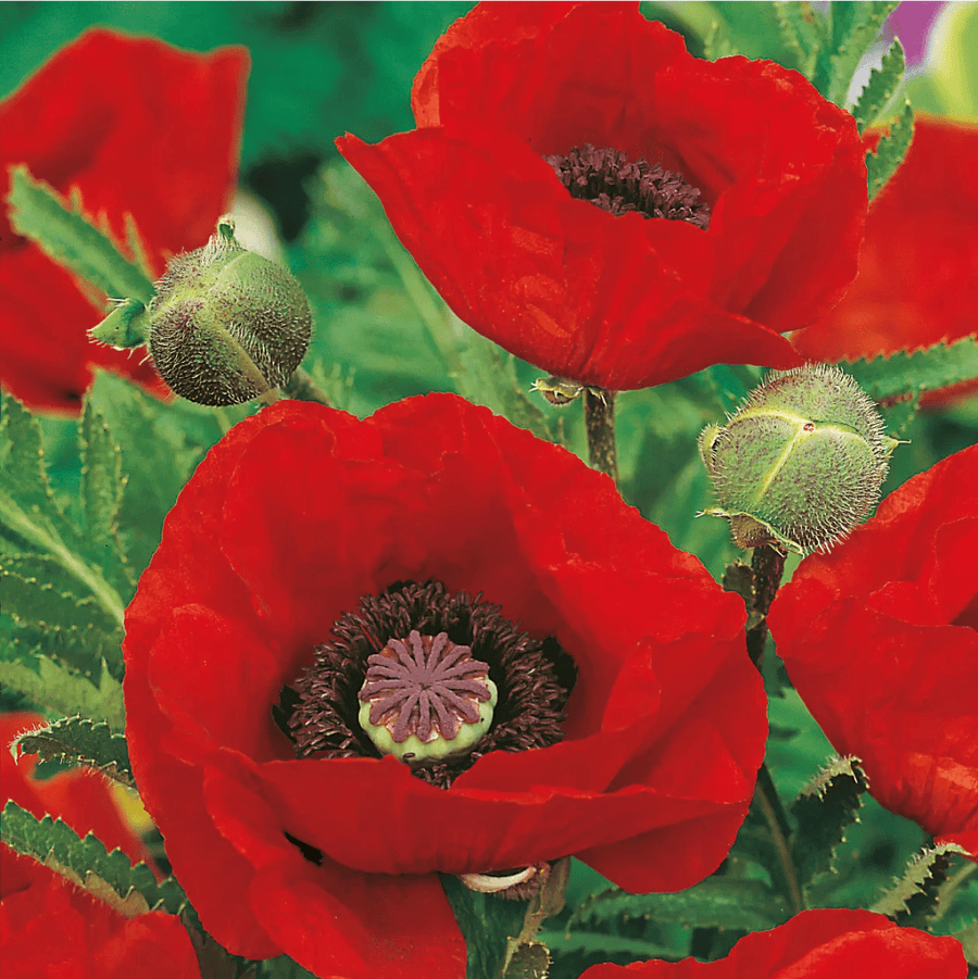 Poppy Oriental Brilliant Seeds