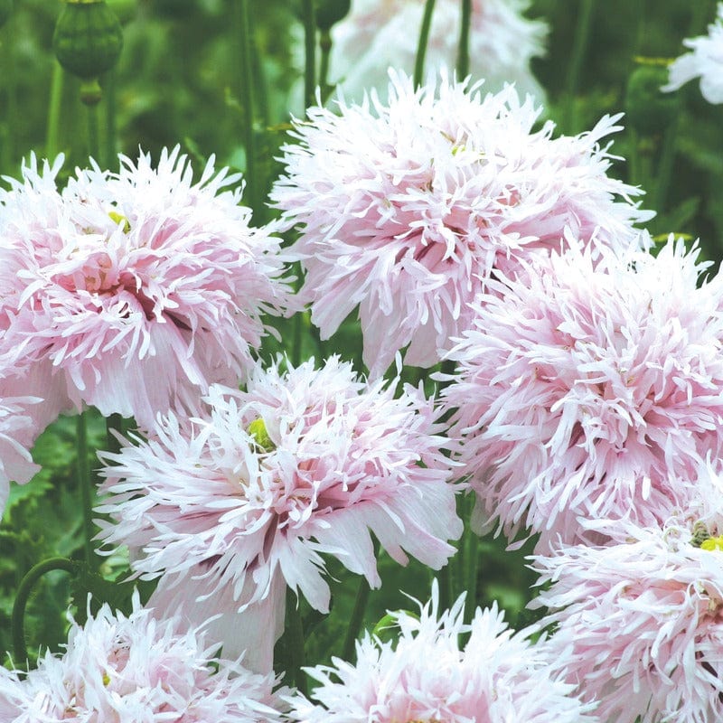 Poppy Paeony Lilac Pompom Seeds