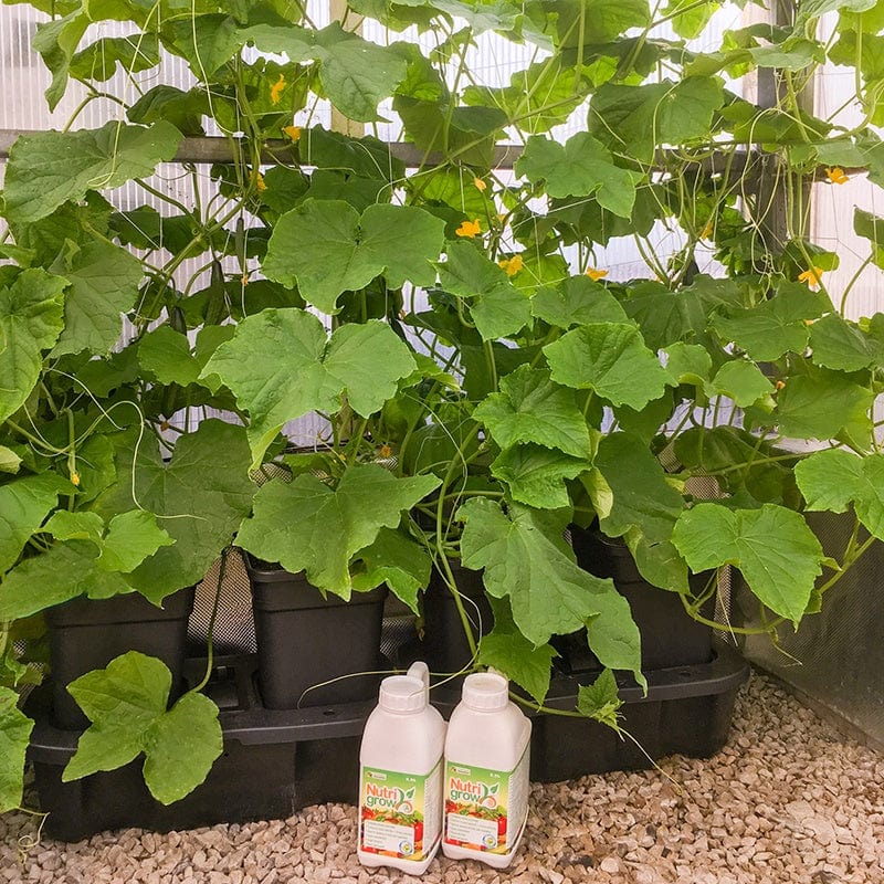 Quadgrow Watering System 4 pots