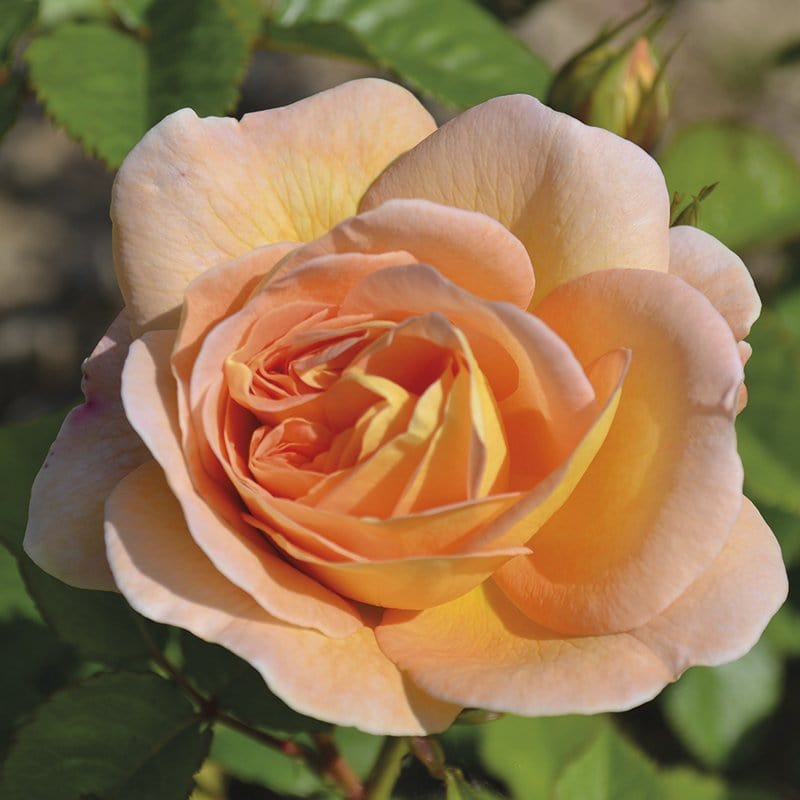 Rose Amelie Nothomb ®