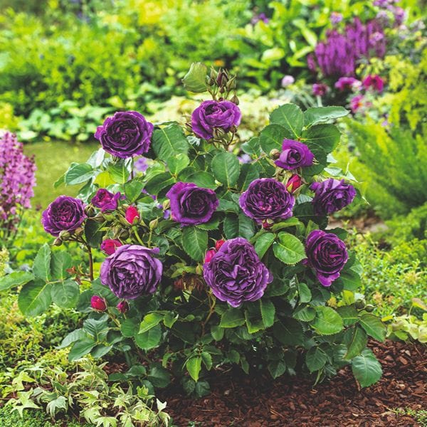 Rose Minerva (Floribunda) Bare Root Plants