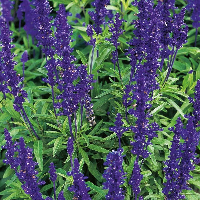 Salvia Blue Victoria Seeds