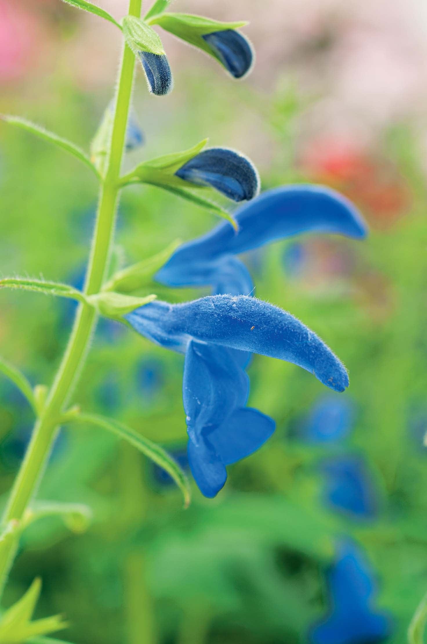 Salvia Deep Blue Seeds