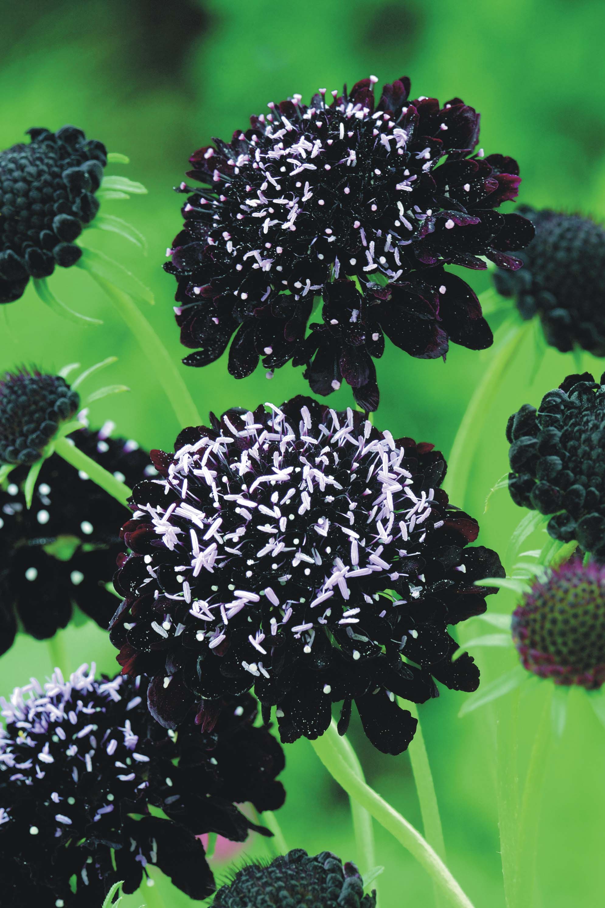Scabious Black Knight Seeds