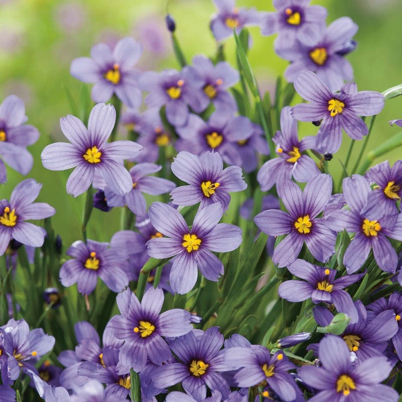 Sisyrinchium Moody Blues Seeds