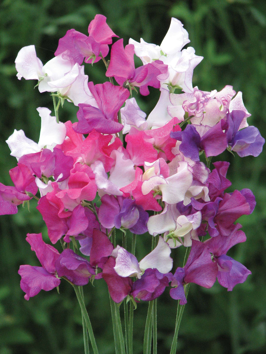 Sweet Pea Muse Seeds