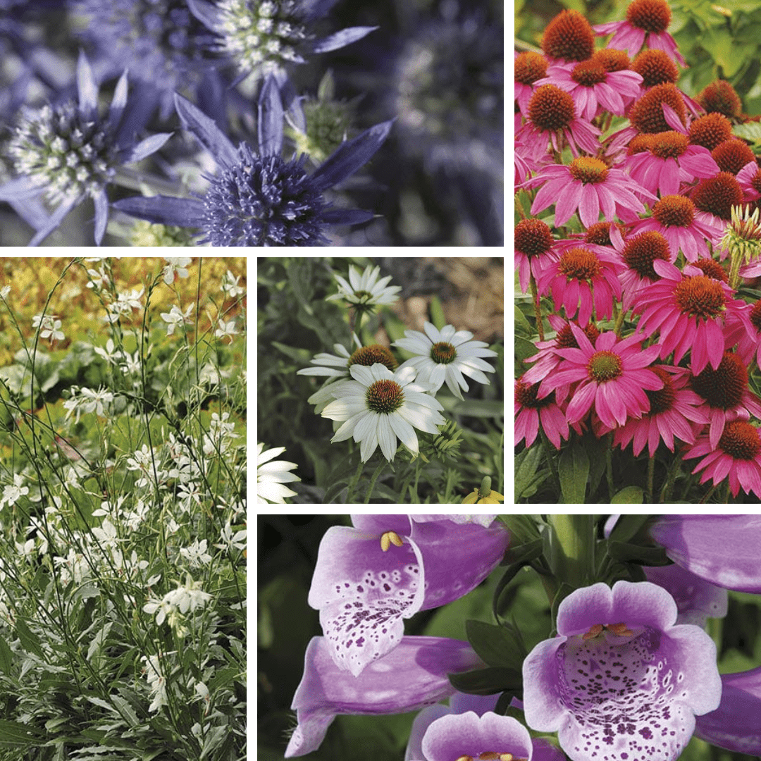 The Buzz & Bloom Young Plant Collection