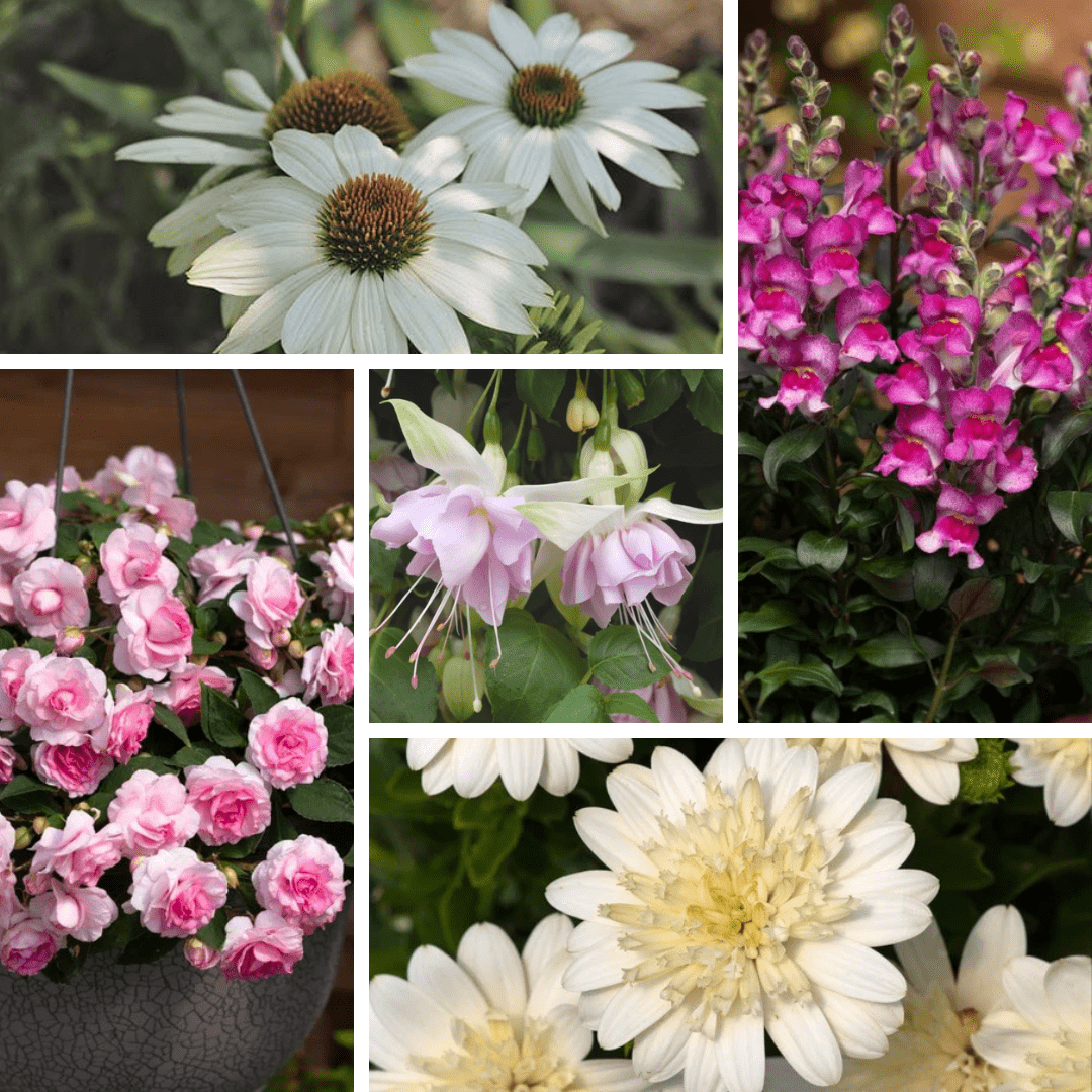 The Pot Perfection Young Plant Collection