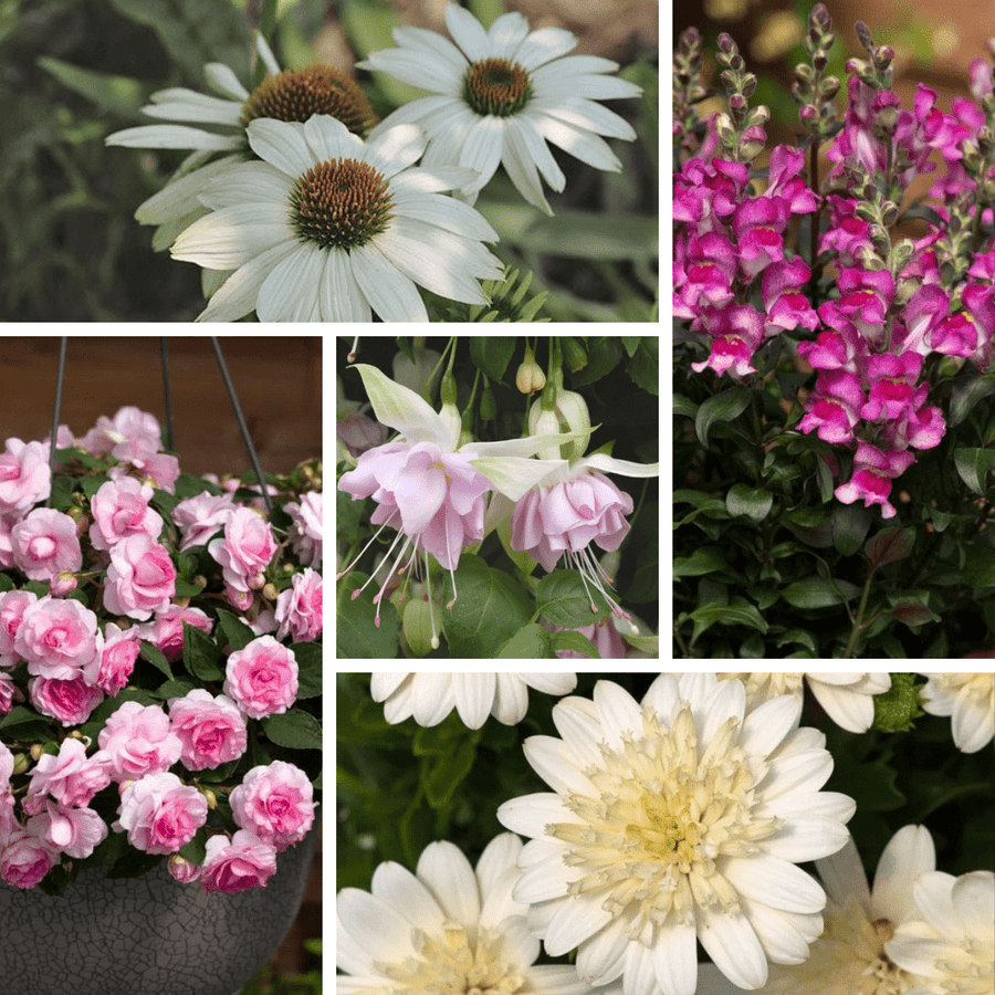 The Pot Perfection Young Plant Collection