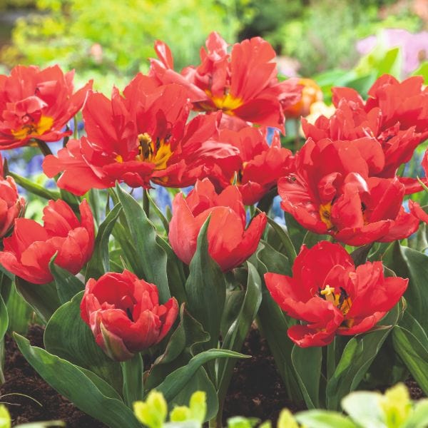 Tulip Abba Flower Bulbs