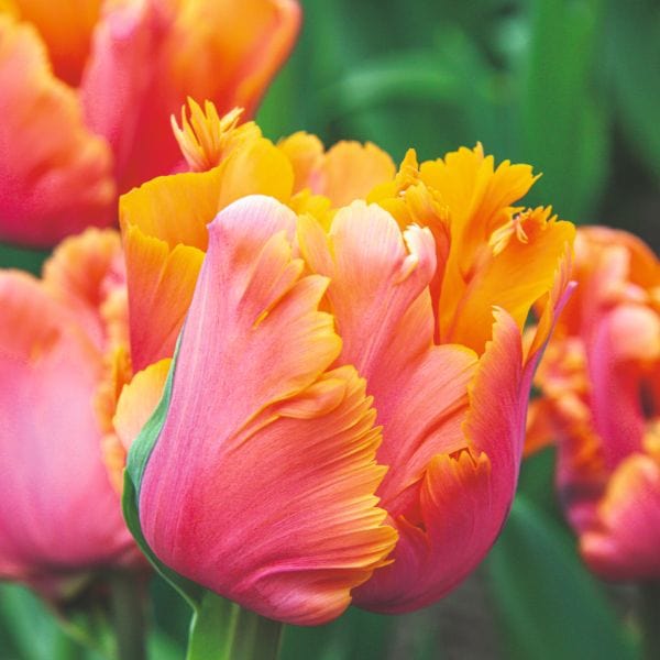 Tulip Amazing Parrot Flower Bulbs