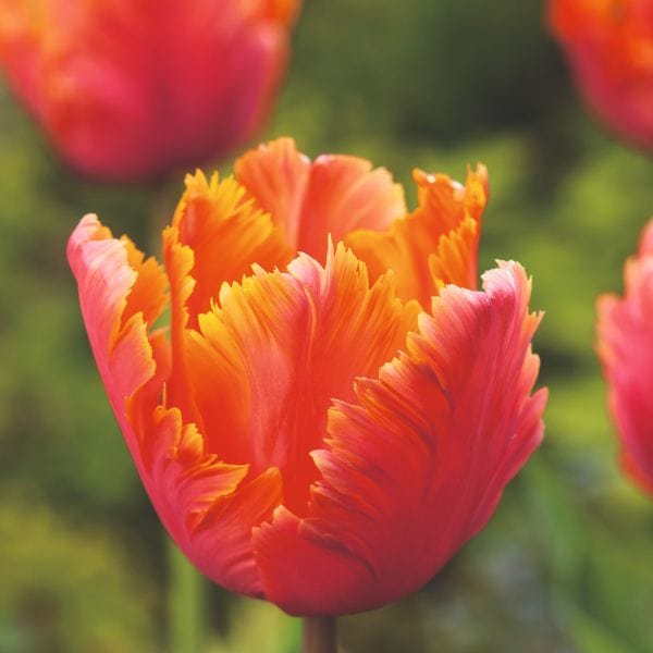 Tulip Amazing Parrot Flower Bulbs