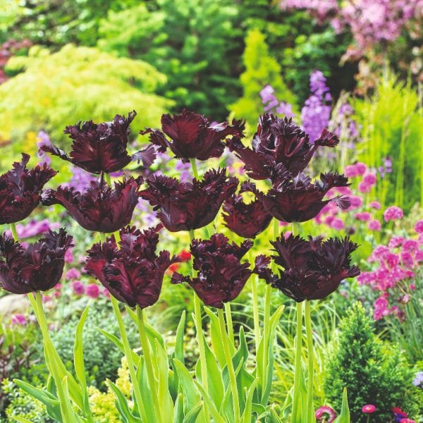 Tulip Black Parrot Flower Bulbs