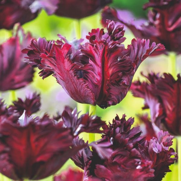 Tulip Black Parrot Flower Bulbs