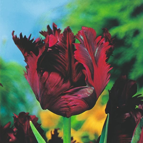 Tulip Black Parrot Flower Bulbs