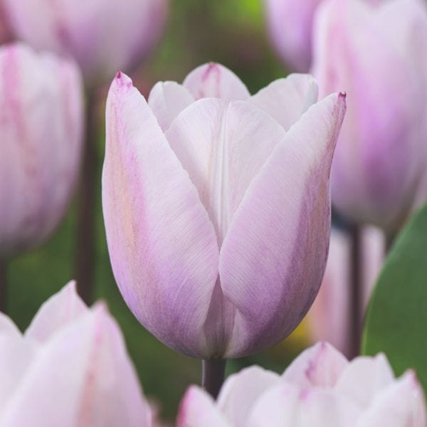 Tulip Blue Amiable Flower Bulbs