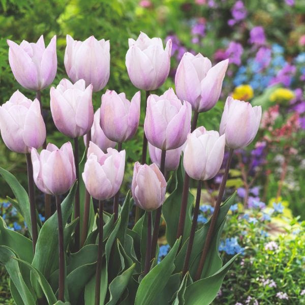Tulip Blue Amiable Flower Bulbs
