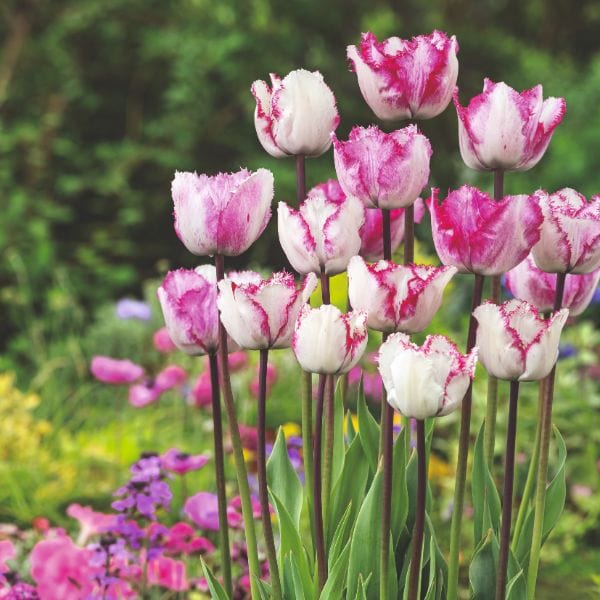Tulip Blueberry Ripple Flower Bulbs