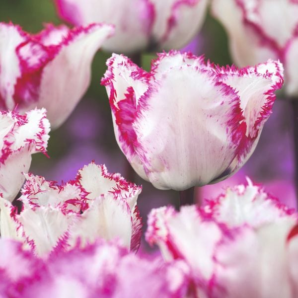 Tulip Blueberry Ripple Flower Bulbs