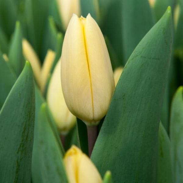 Tulip Crème Fraiche Flower Bulbs