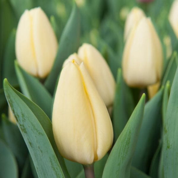 Tulip Crème Fraiche Flower Bulbs