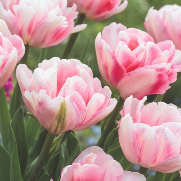 Tulip Foxtrot Flower Bulbs