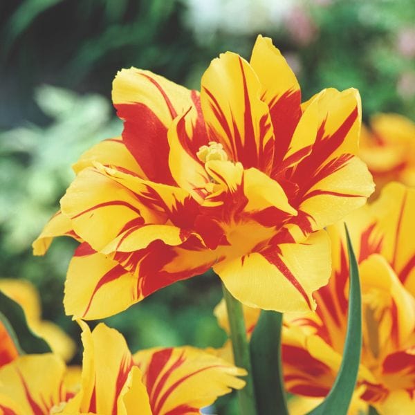 Tulip Monsella Flower Bulbs