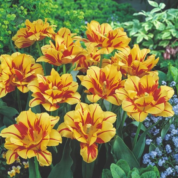 Tulip Monsella Flower Bulbs