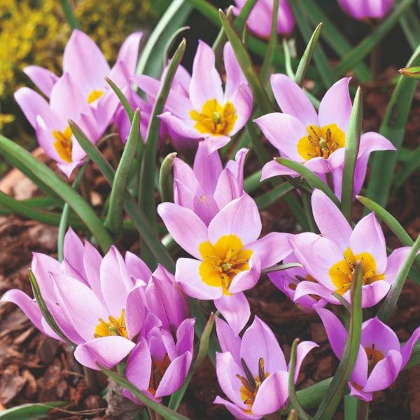 Tulip Pulchella Humilis Flower Bulbs