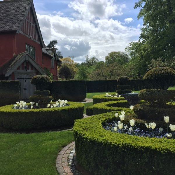 Tulip Purissima Flower Bulbs