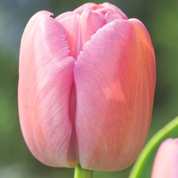 Tulip Purple Pride Flower Bulbs