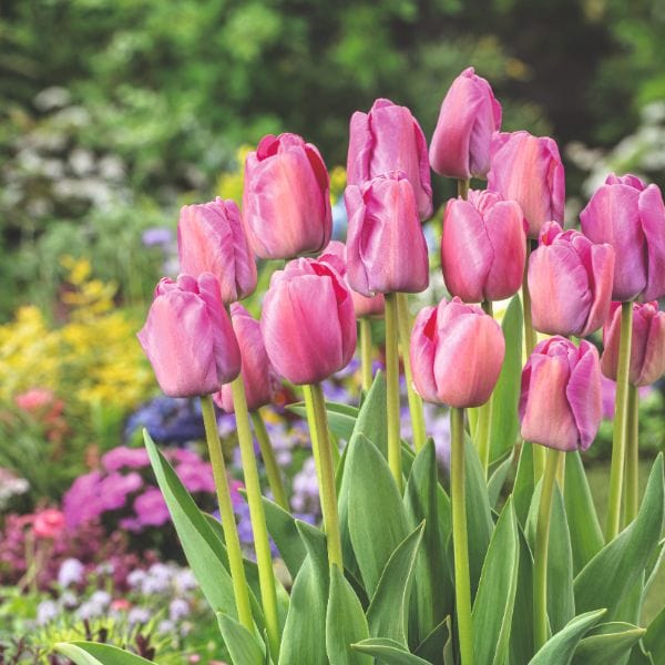 Tulip Purple Pride Flower Bulbs