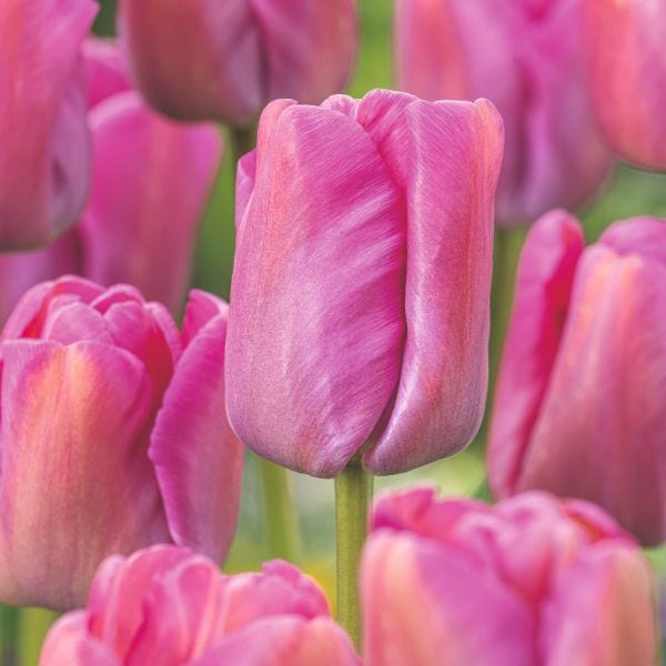 Tulip Purple Pride Flower Bulbs
