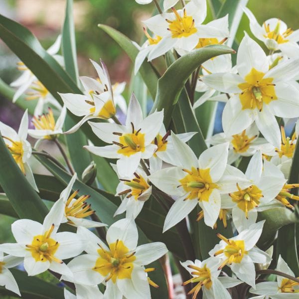 Tulip Turkestanica Flower Bulbs