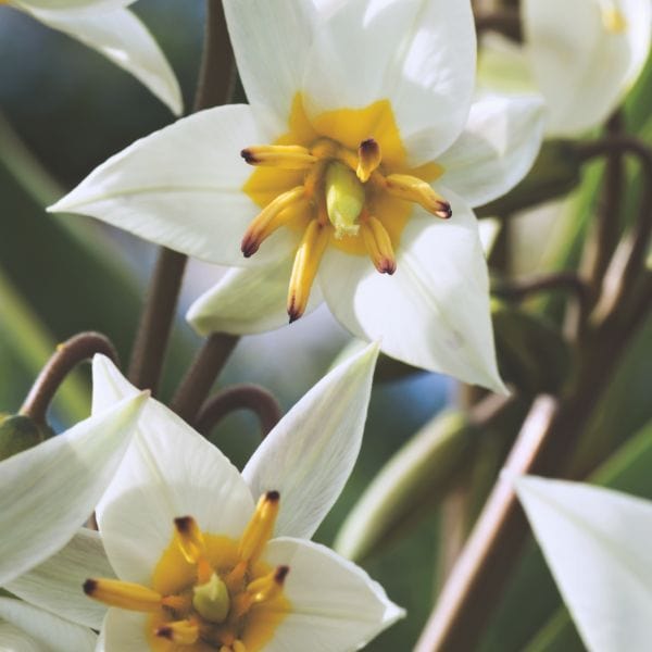 Tulip Turkestanica Flower Bulbs