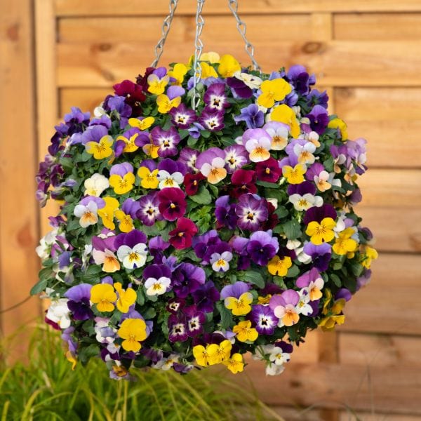 Viola Teardrops Mix Garden Ready Bedding Plants