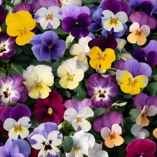 Viola Teardrops Mix Garden Ready Bedding Plants