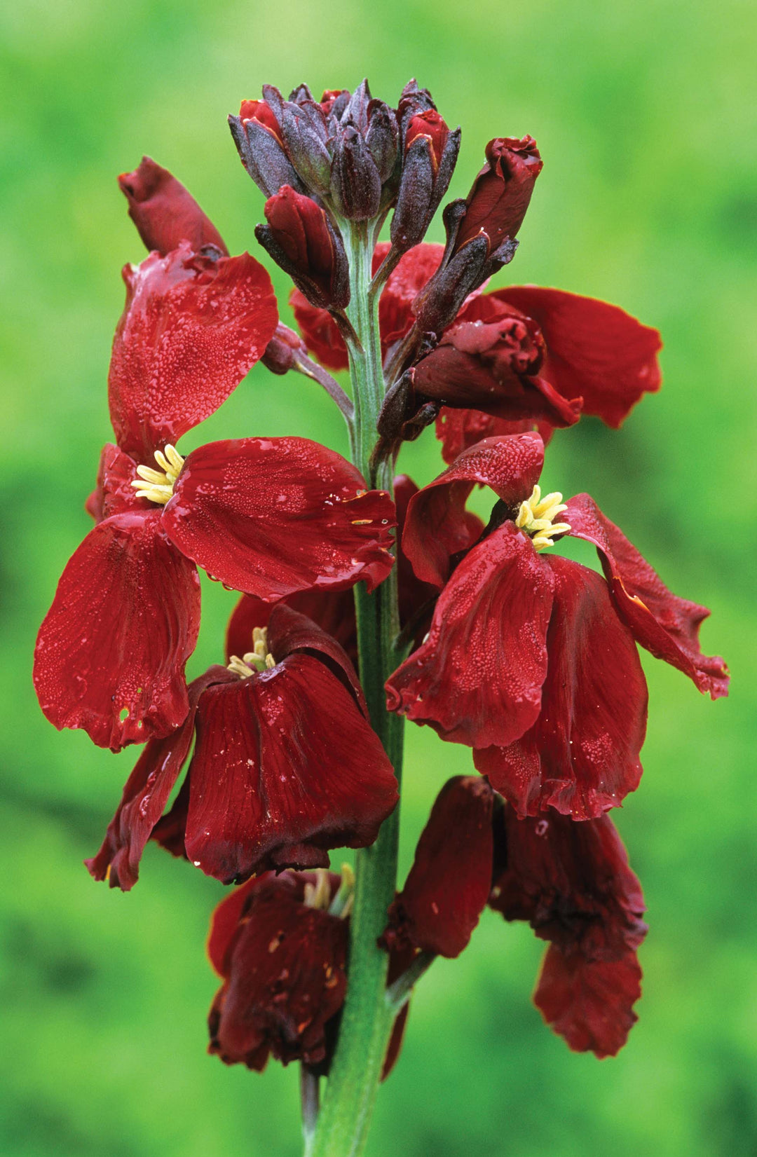 Wallflower Blood Red Seeds