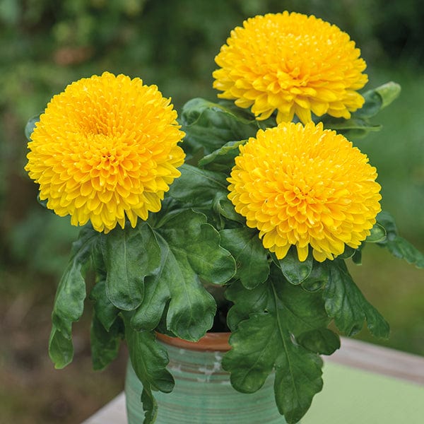 Woolmans Chrysanthemum 'Migoli Yellow' (Late)