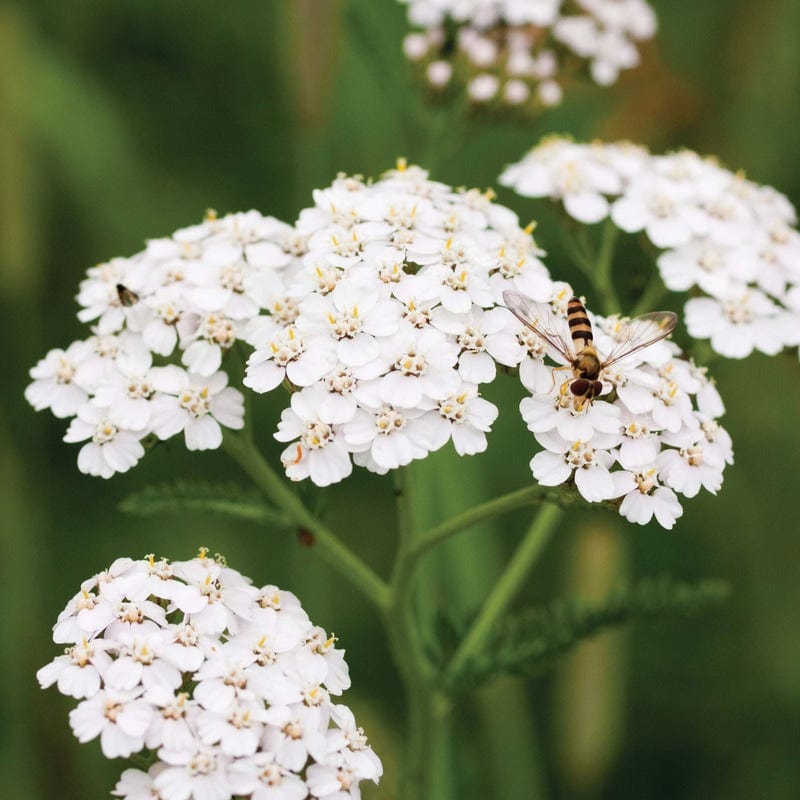 Yarrow Seeds